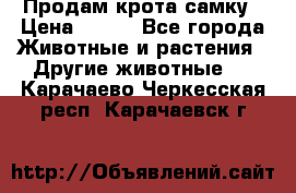 Продам крота самку › Цена ­ 200 - Все города Животные и растения » Другие животные   . Карачаево-Черкесская респ.,Карачаевск г.